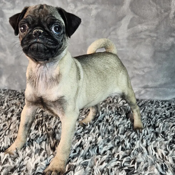 Female Pug puppy named Carly for sale at Puppy Dreams - Junction City.