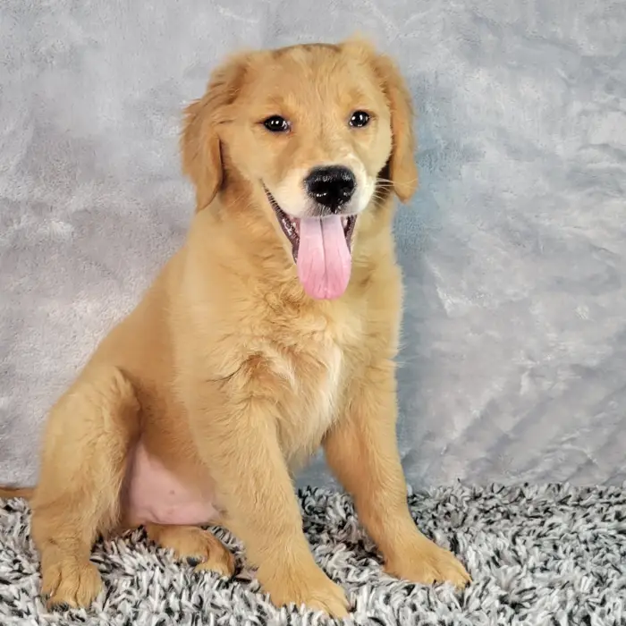 Male Golden Retriever puppy named Clay for sale at Puppy Dreams - Junction City.