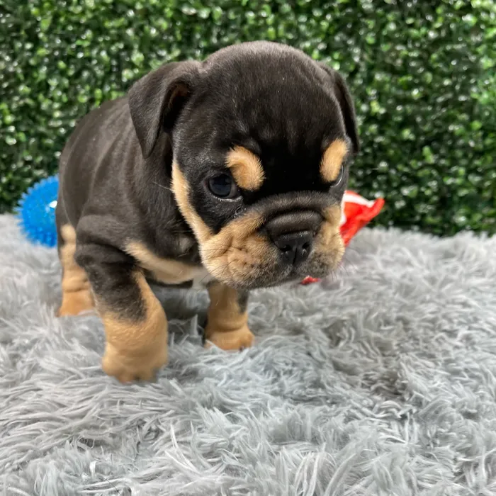 Male English Bulldog puppy named Dracco for sale at Puppy Dreams - Junction City.