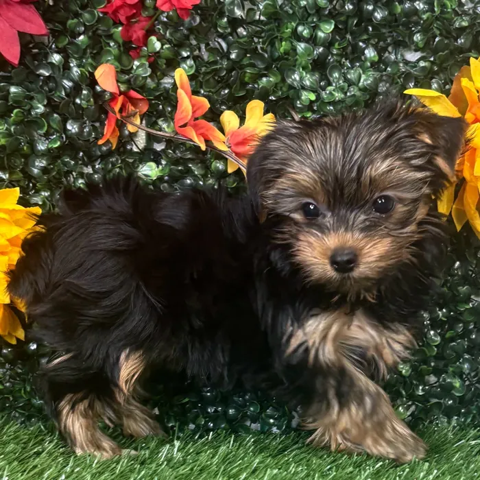 Female Yorkie puppy named Pebbles for sale at Puppy Dreams - Wichita West.