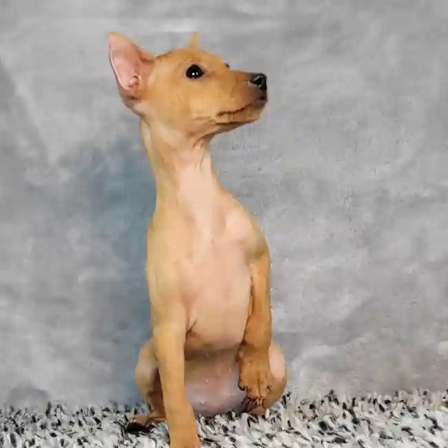 Female Min Pin puppy named Sandy for sale at Puppy Dreams - Junction City.
