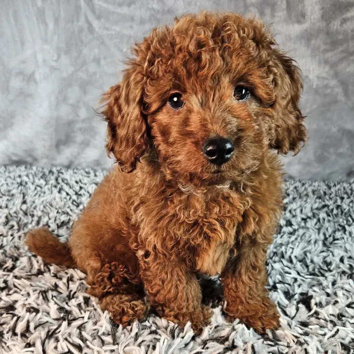 Male Mini Goldendoodle puppy named Oscar for sale at Puppy Dreams - Junction City.