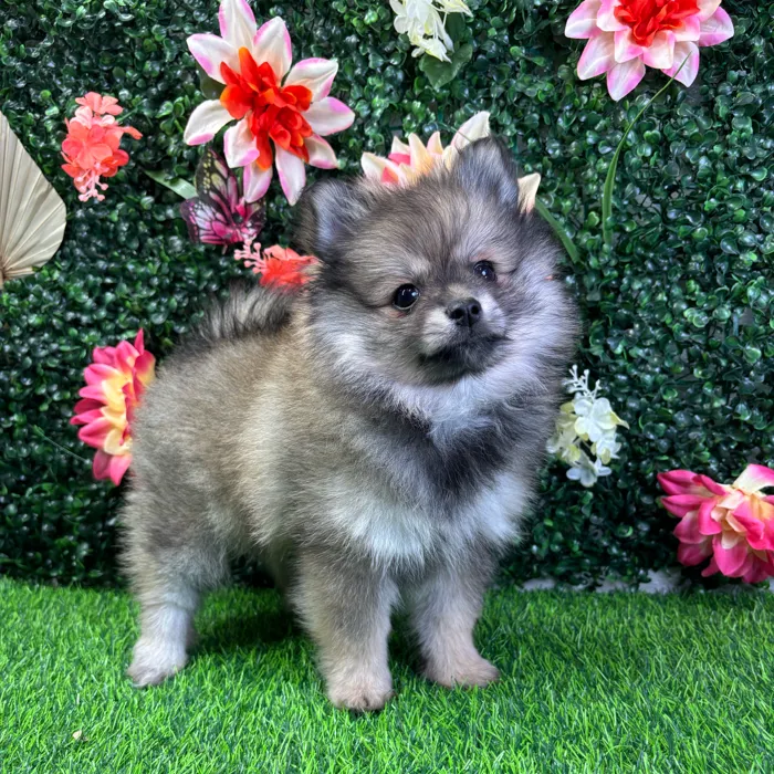 Female Pomeranian puppy named Akira for sale at Puppy Dreams - Junction City.