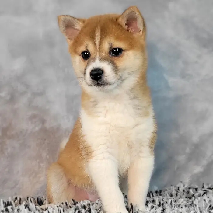 Female Shiba Inu puppy named Molly for sale at Puppy Dreams - Junction City.