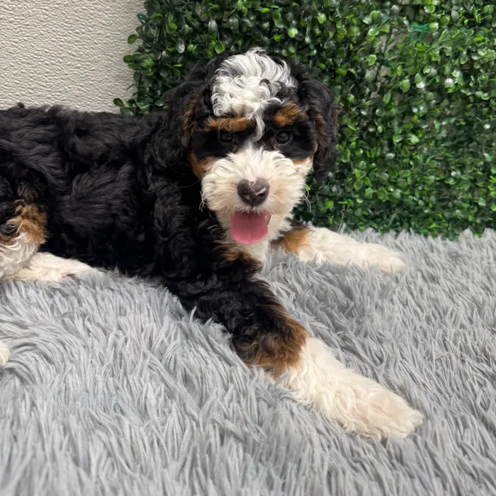 Female Bernedoodle-Mini Poodle puppy named Monica for sale at Puppy Dreams - Wichita West.