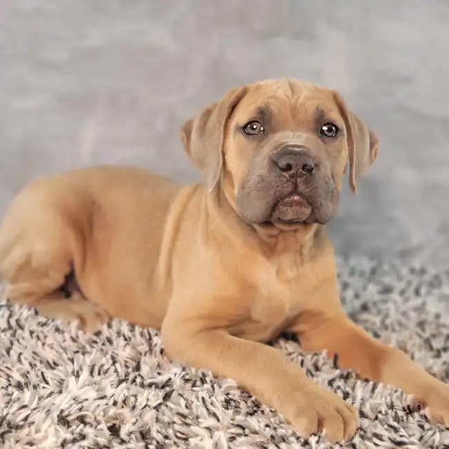 Male Cane Corso puppy named Hermes for sale at Puppy Dreams - Junction City.