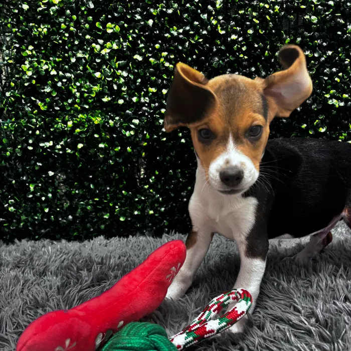 Male Beagle puppy named Benny for sale at Puppy Dreams - Wichita West.