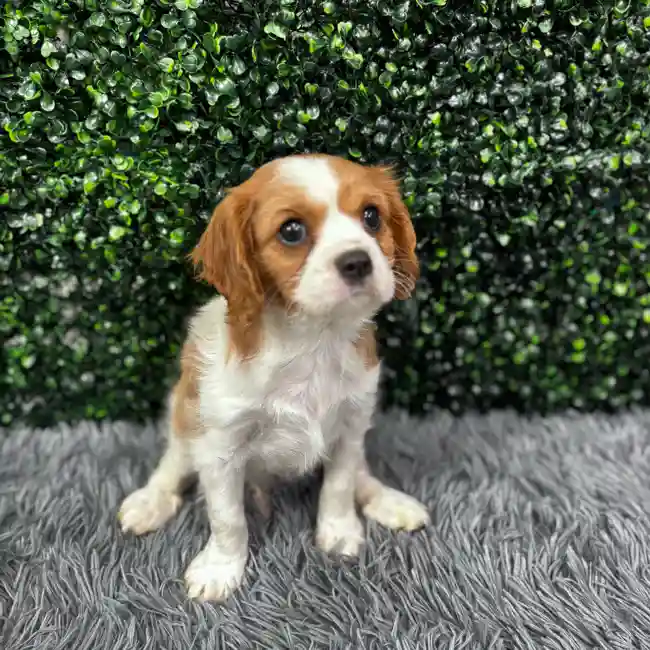 Female Cavalier King Charles Spaniel puppy named Helen for sale at Puppy Dreams - Wichita West.