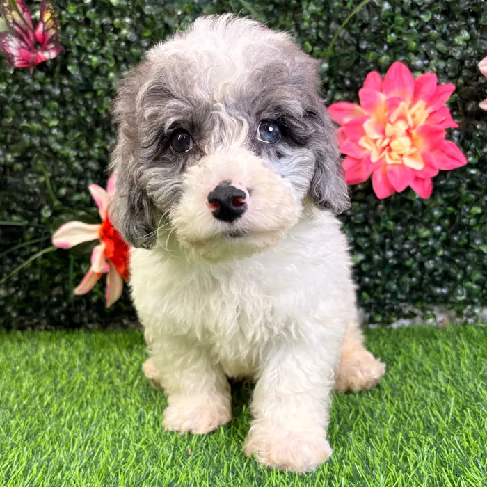 Male Bichon-Poodle puppy named Porter for sale at Puppy Dreams - Wichita West.