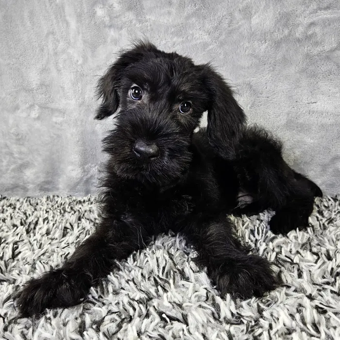 Male Giant Schnauzer puppy named Spooky for sale at Puppy Dreams - Junction City.