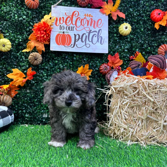 Male Bichon-Poodle puppy named Parker for sale at Puppy Dreams - Wichita West.
