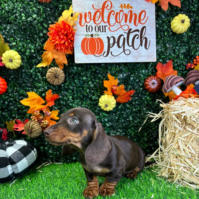 Male Dachshund puppy named Peanut for sale at Puppy Dreams - Wichita West.