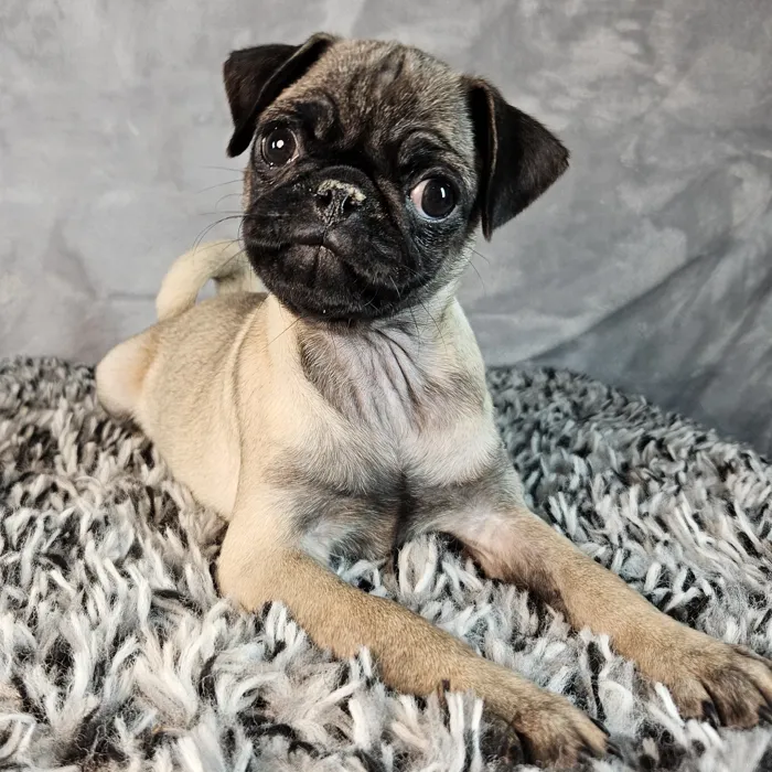 Female Pug puppy named Carly for sale at Puppy Dreams - Junction City.