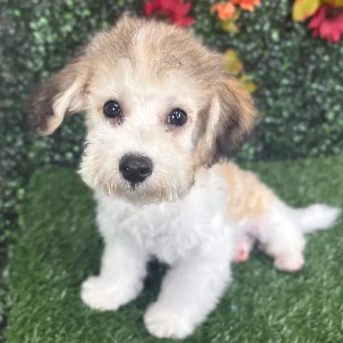 Male Bichon-Poodle puppy named Pluto for sale at Puppy Dreams - Wichita West.