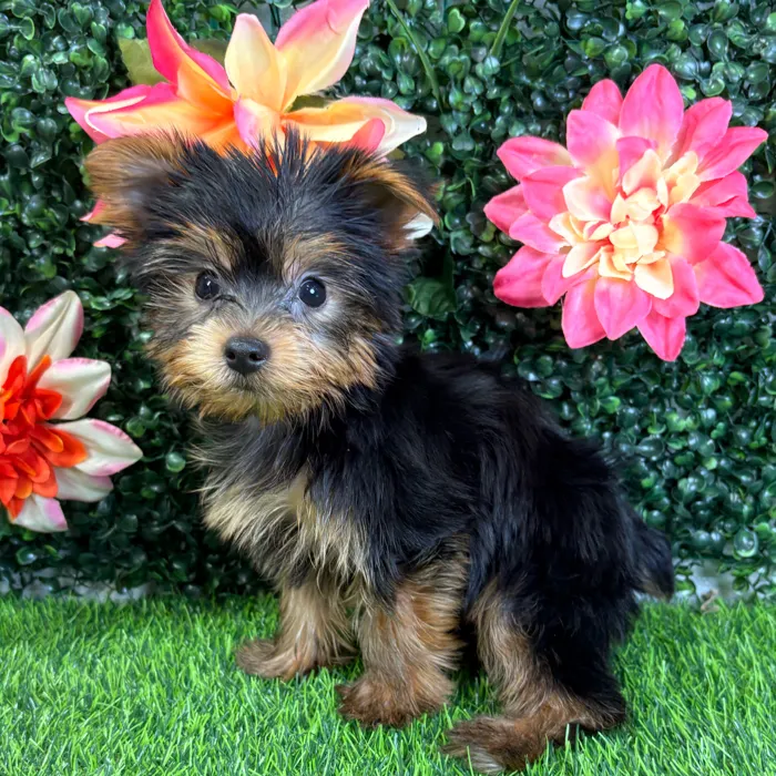 Male Yorkie puppy named Prince for sale at Puppy Dreams - Wichita West.