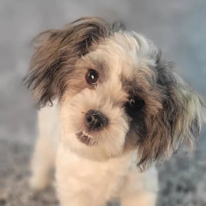 Male Teddy Bear puppy named Duke for sale at Puppy Dreams - Junction City.