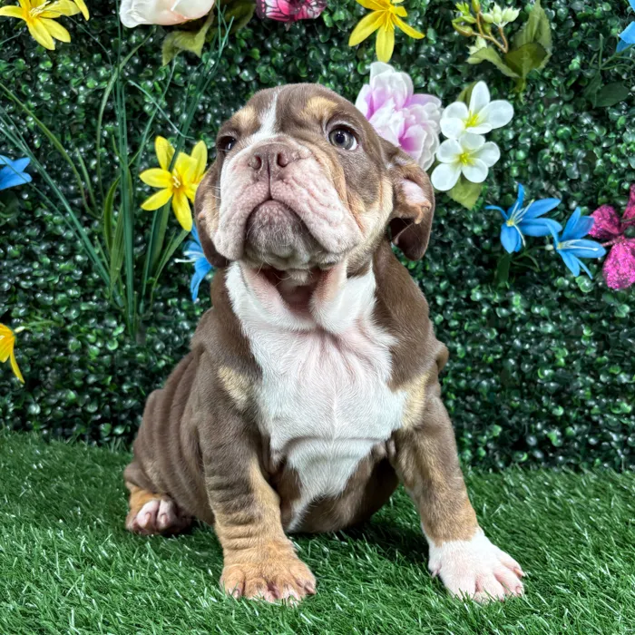 Female English Bulldog puppy named Bon-Bon for sale at Puppy Dreams - Wichita West.