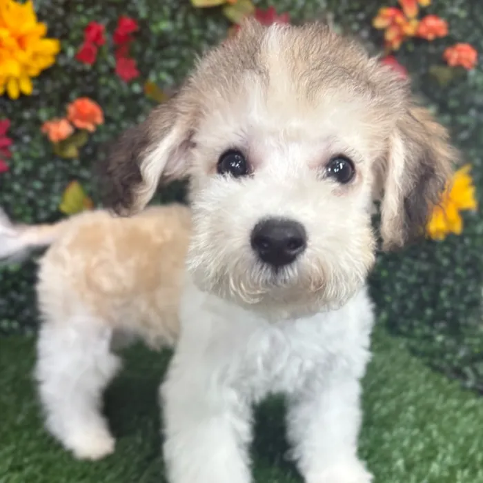Male Bichon-Poodle puppy named Pluto for sale at Puppy Dreams - Wichita West.