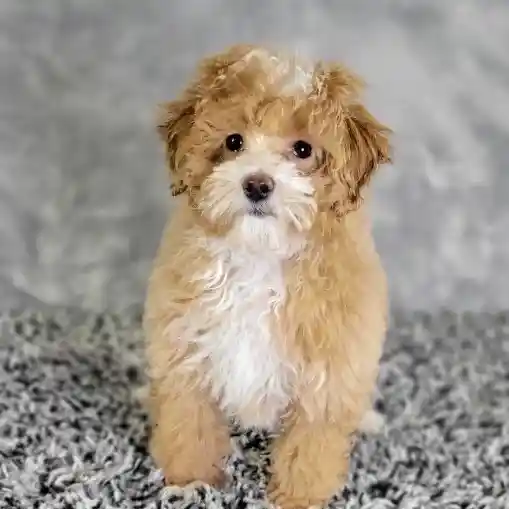Female Bichon-Poodle puppy named Abbie for sale at Puppy Dreams - Junction City.