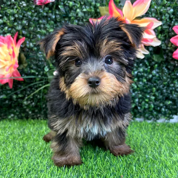 Male Yorkie puppy named Bowie for sale at Puppy Dreams - Wichita West.