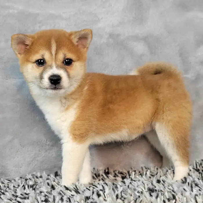 Female Shiba Inu puppy named Molly for sale at Puppy Dreams - Junction City.