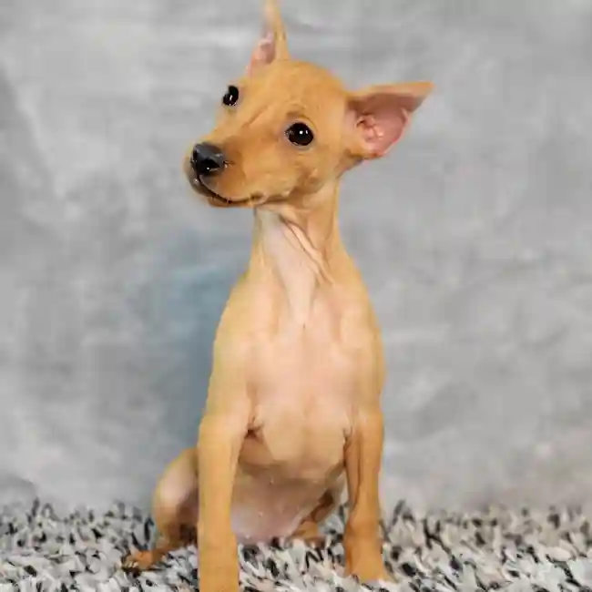 Female Min Pin puppy named Sandy for sale at Puppy Dreams - Junction City.