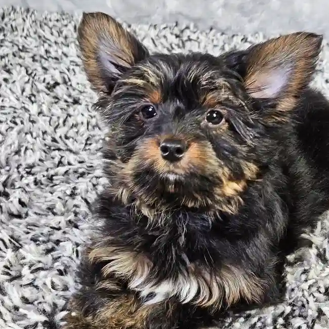 Male Yorkie puppy named Bear for sale at Puppy Dreams - Junction City.