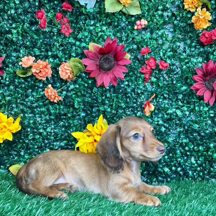 Female Mini Dachshund puppy named Dove for sale at Puppy Dreams - Junction City.