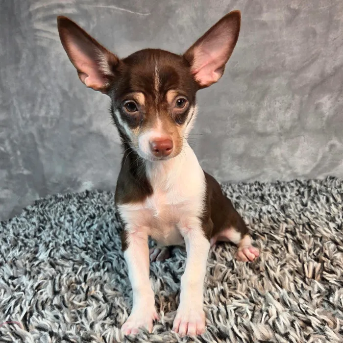 Male Chihuahua puppy named Chong for sale at Puppy Dreams - Junction City.