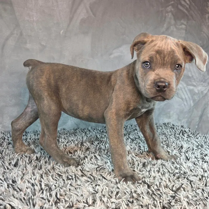 Male Cane Corso puppy named Jason for sale at Puppy Dreams - Junction City.