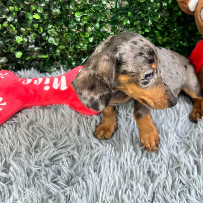 Female Dachshund puppy named Rene for sale at Puppy Dreams - Wichita West.