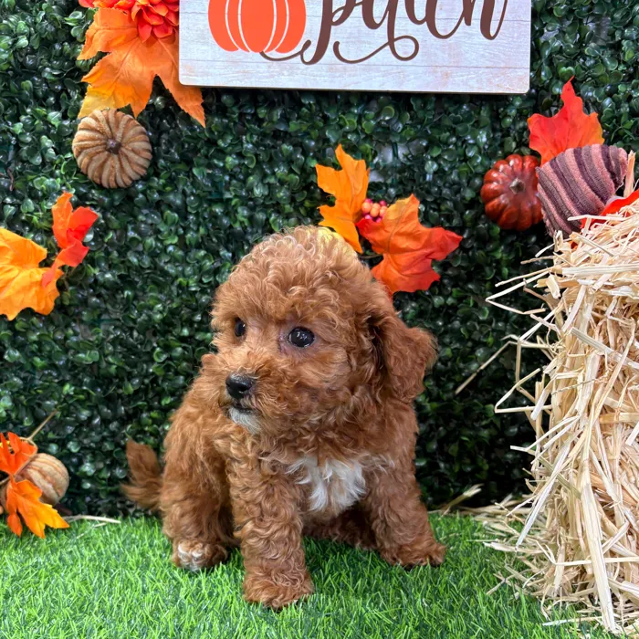 Female Mini Goldendoodle puppy named Roxy for sale at Puppy Dreams - Wichita West.