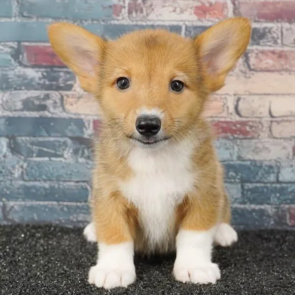 Male Pembroke Welsh Corgi puppy for sale at Puppy Dreams - Wichita West.