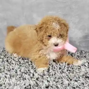 Female Bichon-Poodle puppy named Abbie for sale at Puppy Dreams - Junction City.