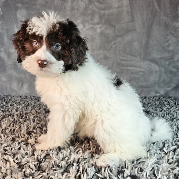 Male Schnoodle puppy named Patrick for sale at Puppy Dreams - Junction City.