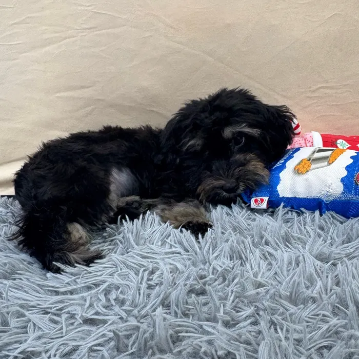 Male Morkie puppy named James for sale at Puppy Dreams - Wichita West.
