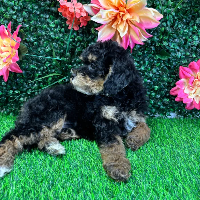 Female Bernedoodle Mini puppy named Harper for sale at Puppy Dreams - Junction City.