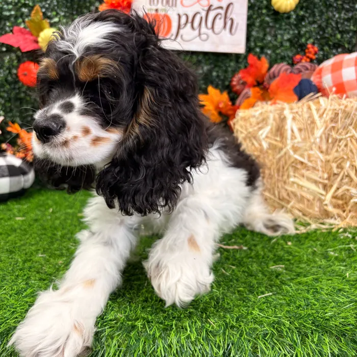 Male Cocker Spaniel puppy named Jerry for sale at Puppy Dreams - Wichita West.
