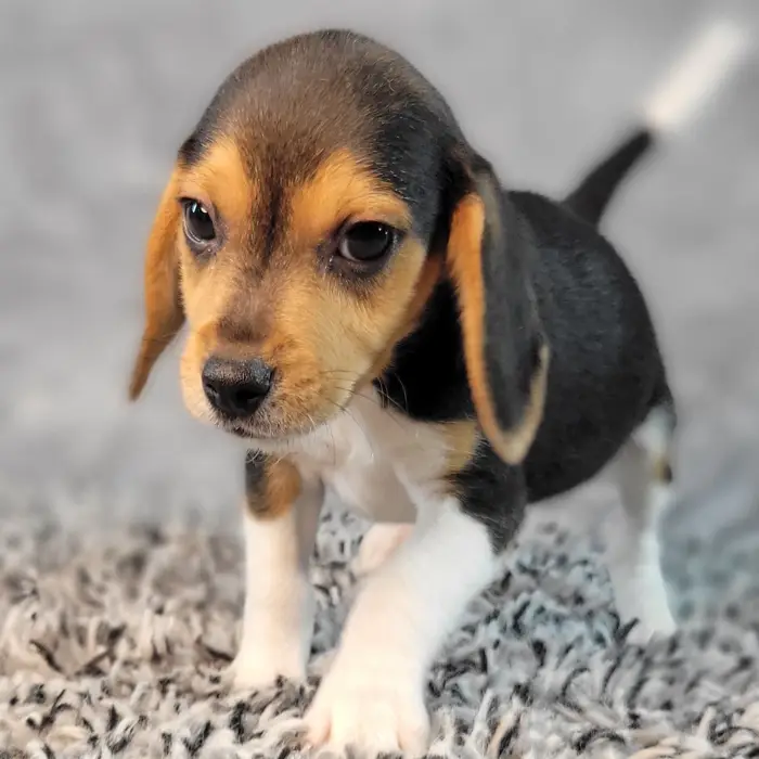 Male Beagle puppy named Buddy for sale at Puppy Dreams - Junction City.