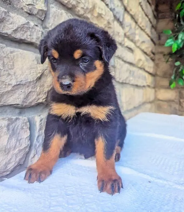Male Rottweiler puppy for sale at Puppy Dreams - Wichita West.
