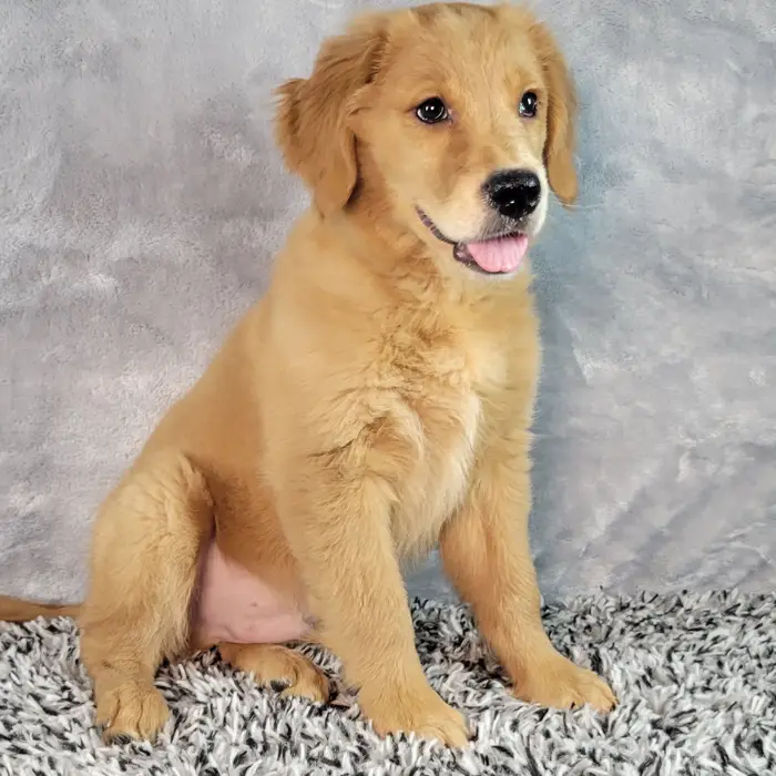 Male Golden Retriever puppy named Clay for sale at Puppy Dreams - Junction City.