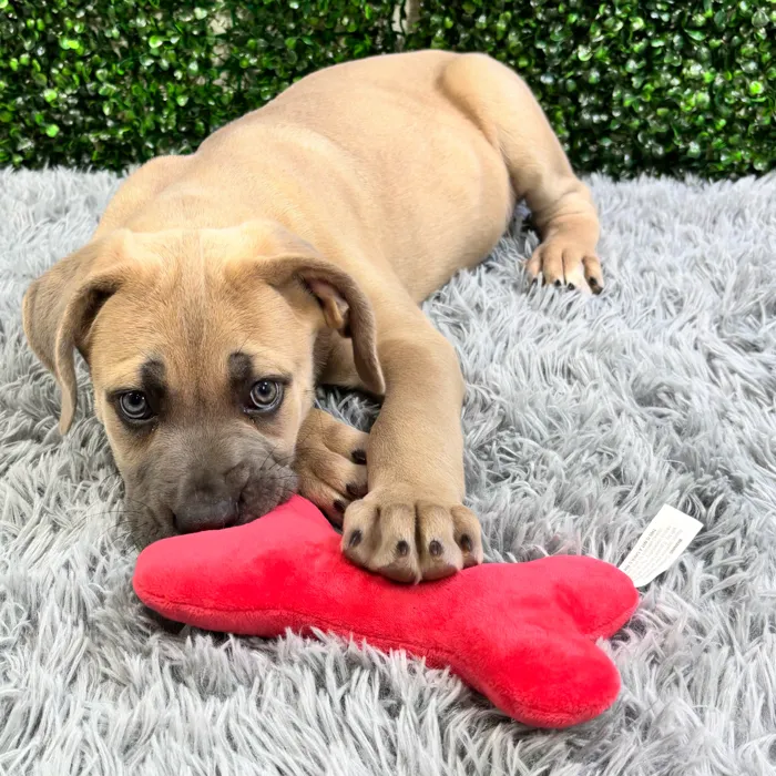 Male Cane Corso puppy named Tank for sale at Puppy Dreams - Wichita West.
