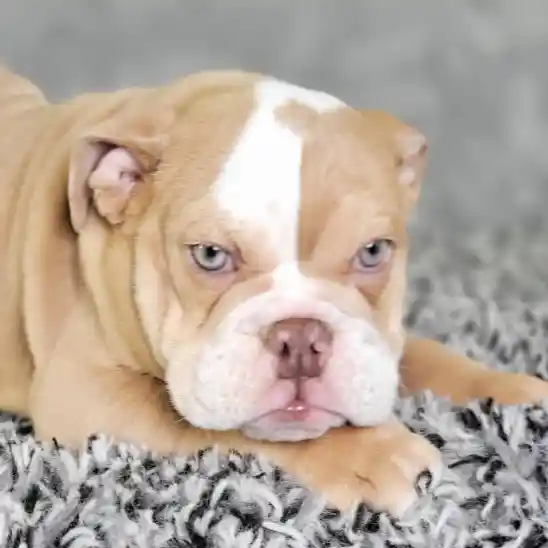 Male English Bulldog puppy named Tony for sale at Puppy Dreams - Junction City.