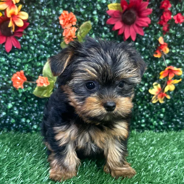 Male Yorkie puppy named Winston for sale at Puppy Dreams - Wichita West.