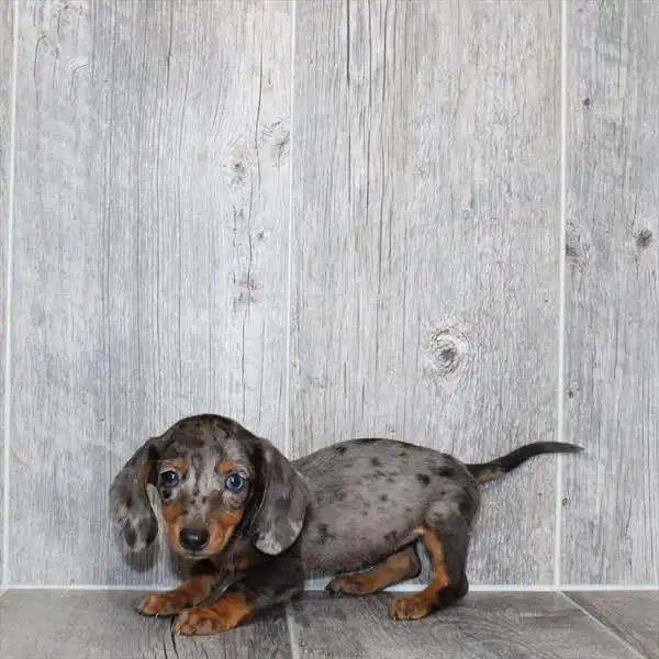 Female Dachshund puppy named Rene for sale at Puppy Dreams - Wichita West.