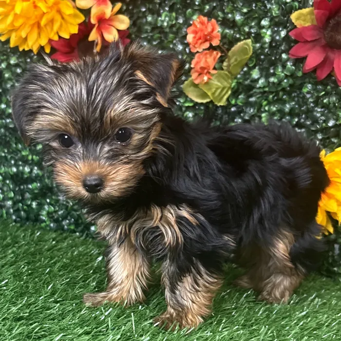 Female Yorkie puppy named Pebbles for sale at Puppy Dreams - Wichita West.