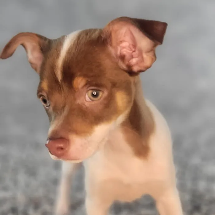 Male Chihuahua puppy named Thiago for sale at Puppy Dreams - Junction City.