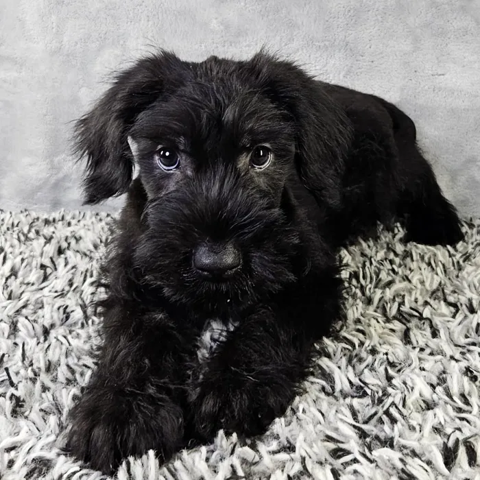Male Giant Schnauzer puppy named Spooky for sale at Puppy Dreams - Junction City.