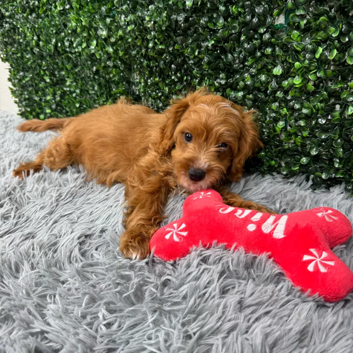 Male Cavapoo puppy named Theo for sale at Puppy Dreams - Wichita West.