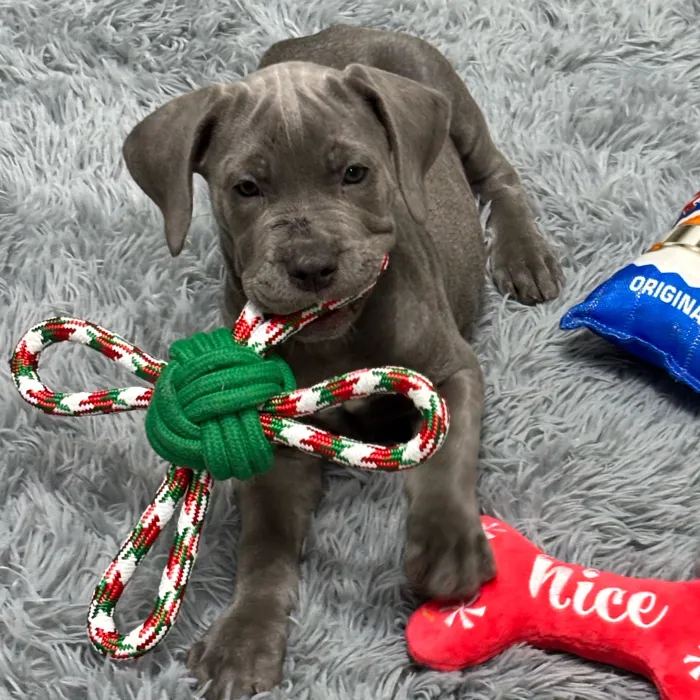 Female Cane Corso puppy named Vera for sale at Puppy Dreams - Wichita West.